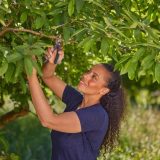 Gardena PremiumCut metszőolló
zöldmetszéshez - Image 2