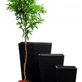 Keter Rattan kaspó S 23,6 l grafit - Image 2