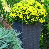 Keter Rattan kaspó S 23,6 l grafit - Image 3