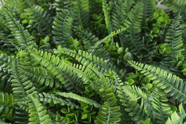 Mű zöld fal G21 Listo Ferns, 50×50 cm - Image 5