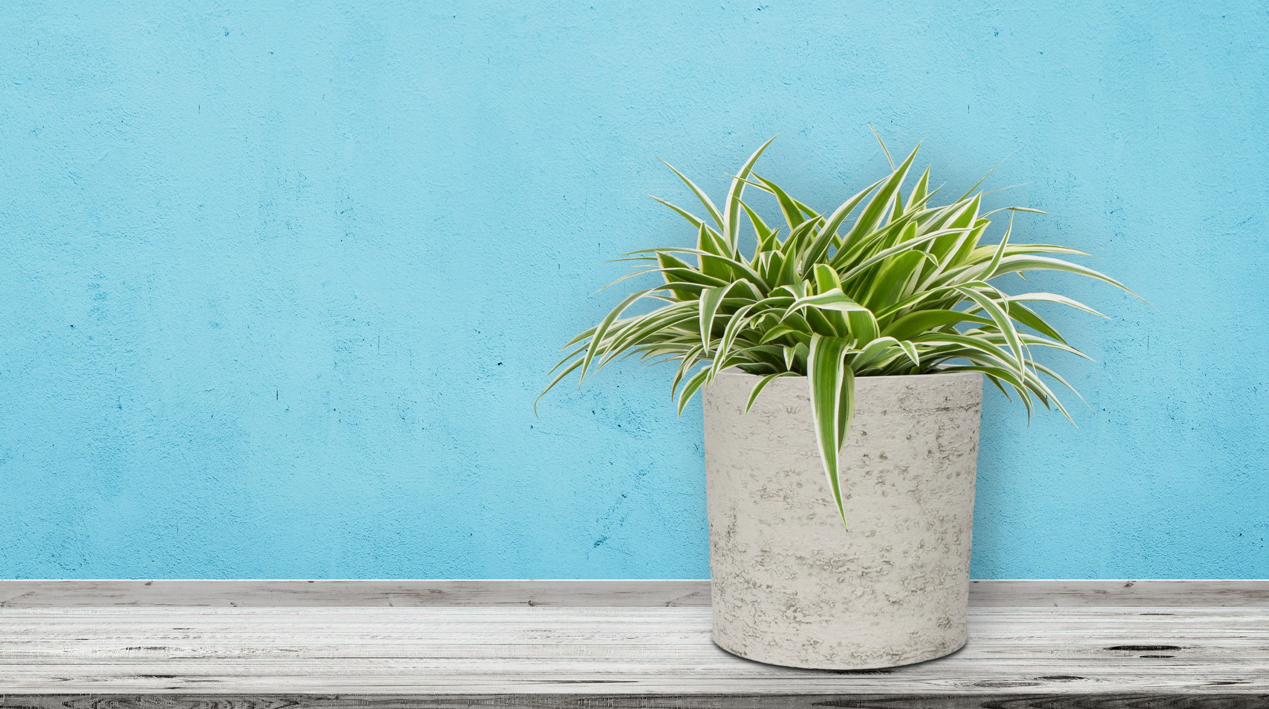 G21 Baltic Coil virágcserép 43 x 43 x 43 - Image 6