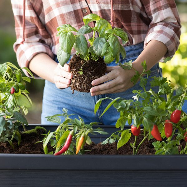 Alfresco garden bed műanyag virágláda, grafit színben - 253703 - Image 9